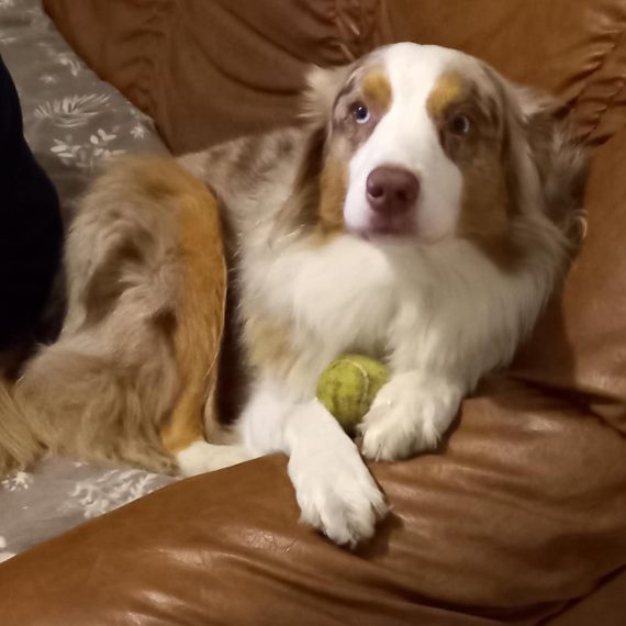 Kaya